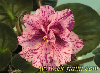 Фиалка ЕК-Розовый Далматинец, фото