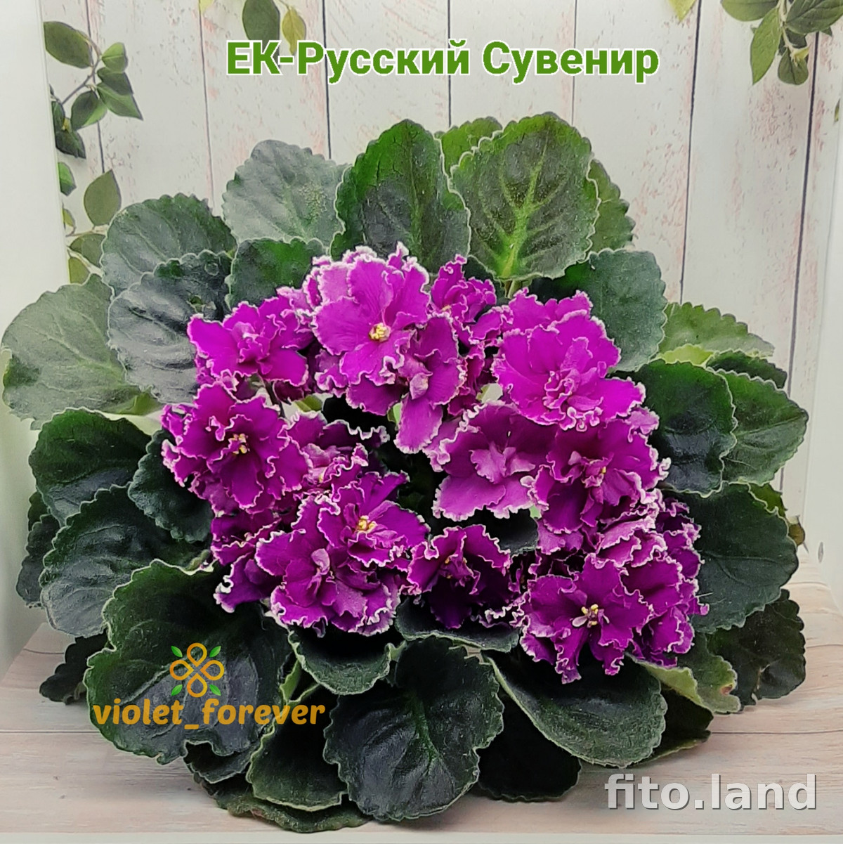 Фиалка ЕК-Русский Сувенир, фото