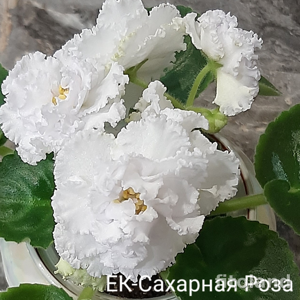 Фиалка ЕК-Сахарная Роза, фото