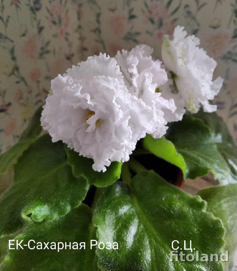 Фиалка ЕК-Сахарная Роза, фото