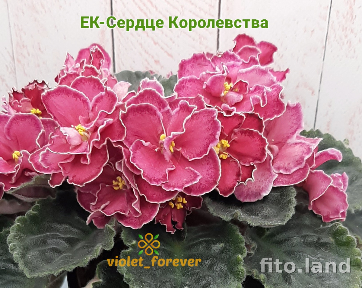 Фиалка ЕК-Сердце Королевства, фото