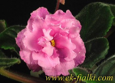 Фиалка ЕК-Шелковые Розы, фото