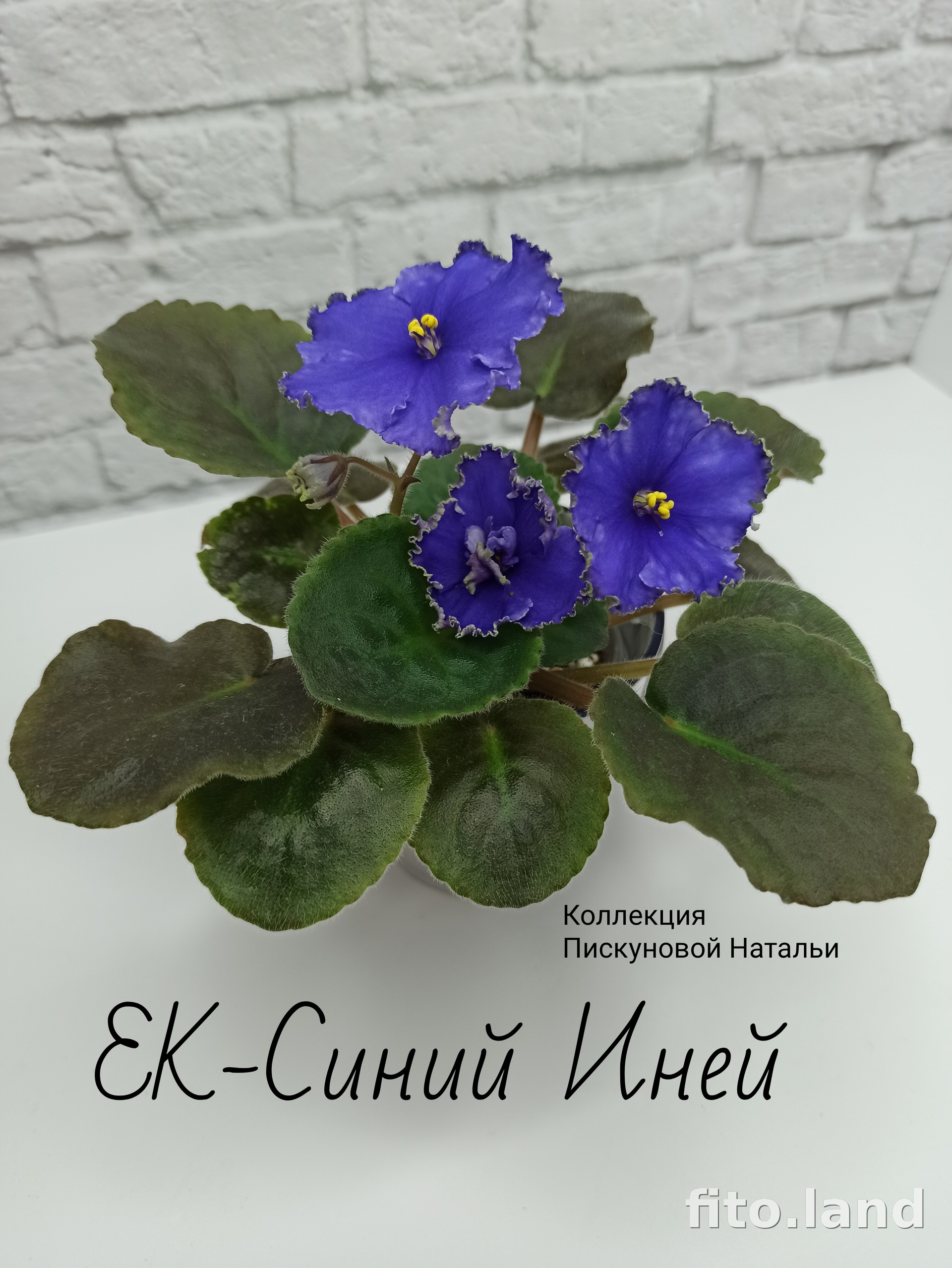 Фиалка ЕК-Синий Иней, фото