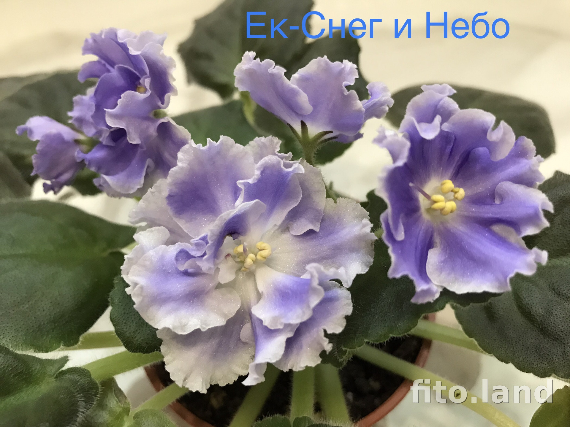 Фиалка ЕК-Снег и Небо, фото