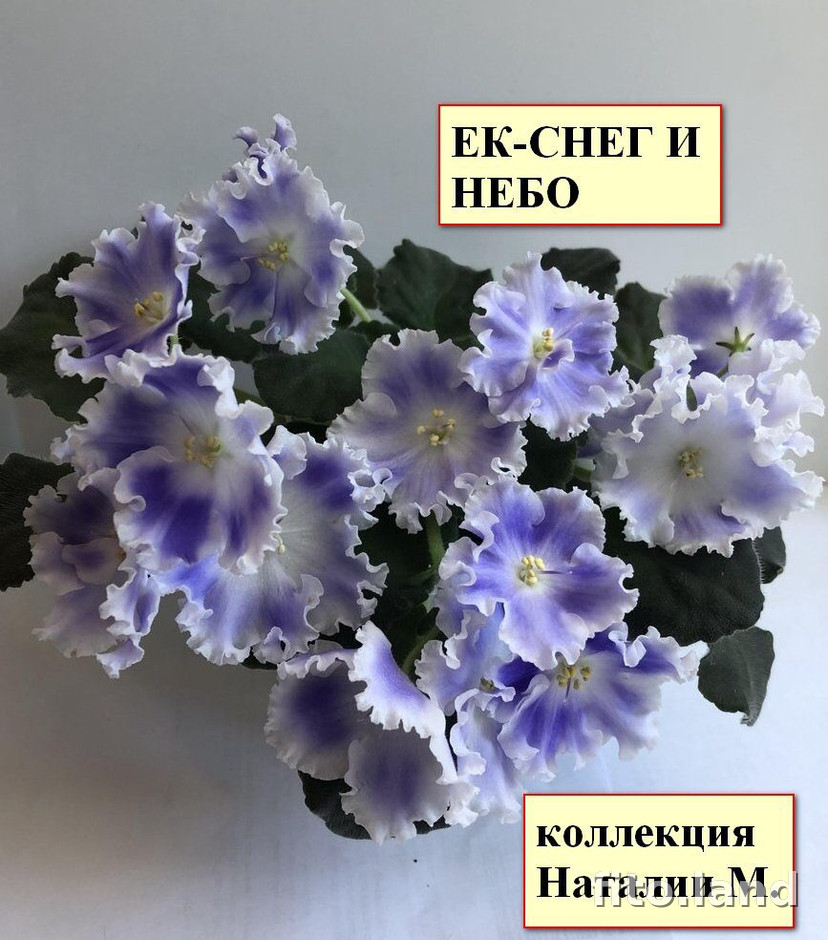 Фиалка ЕК-Снег и Небо, фото