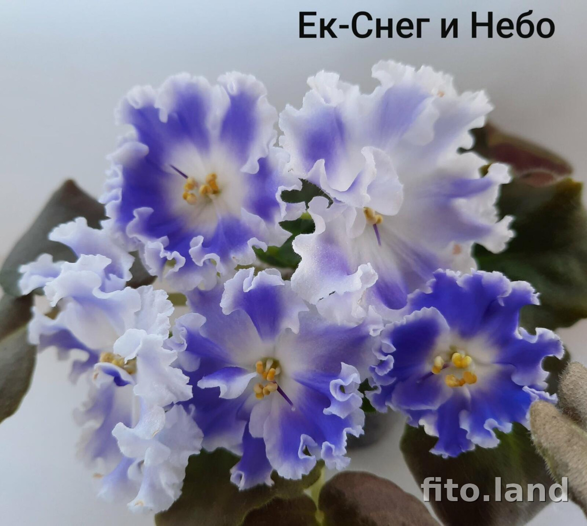 Фиалка ЕК-Снег и Небо, фото