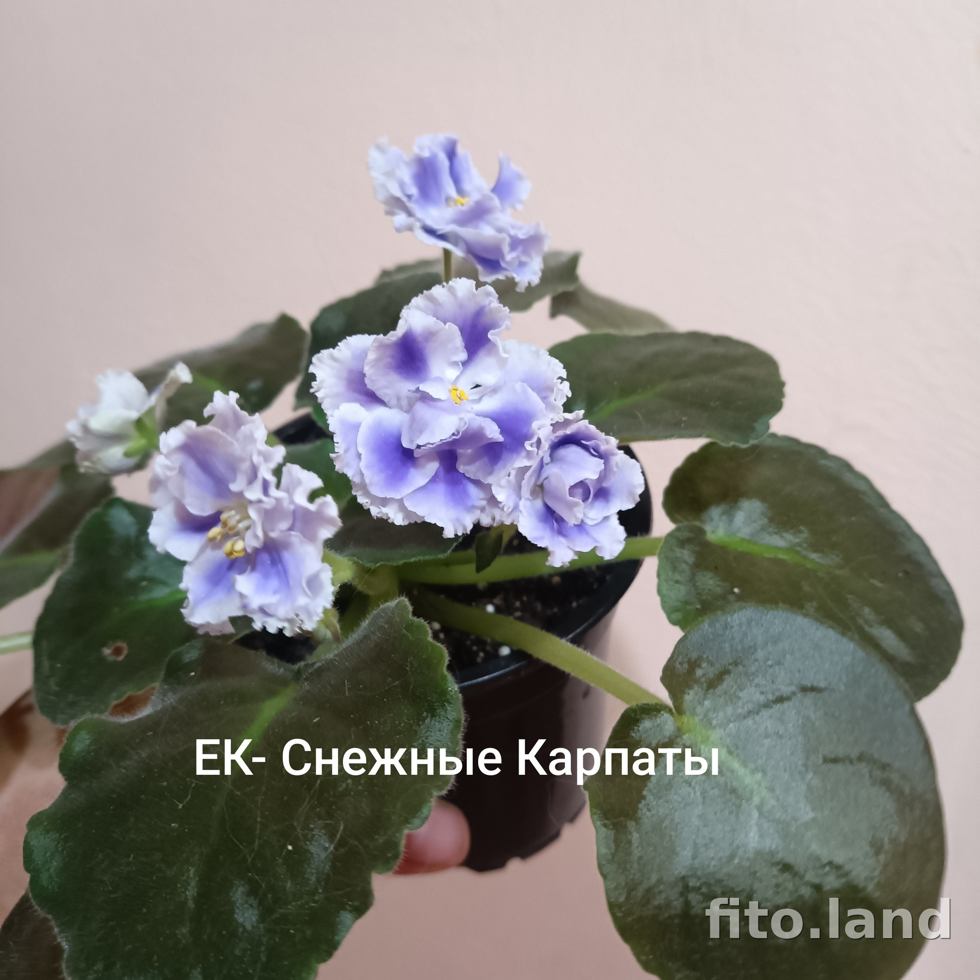 Фиалка ЕК-Снежные Карпаты, фото