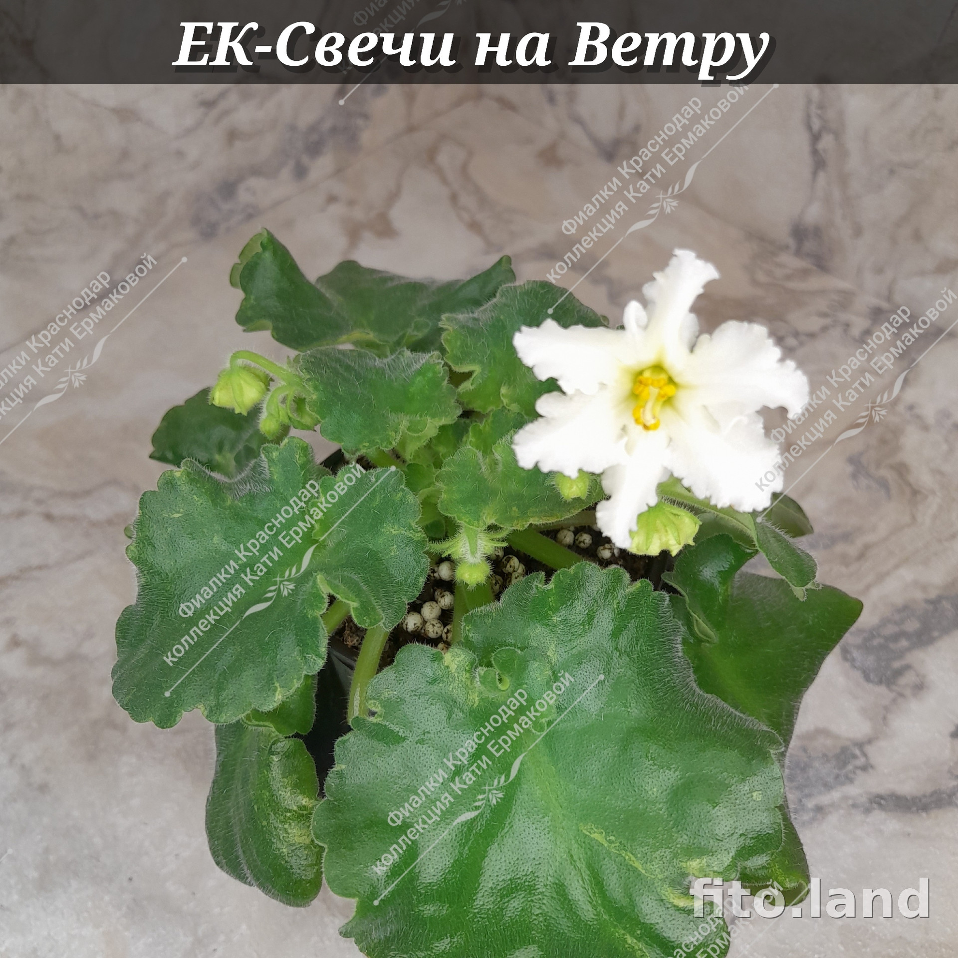 Фиалка ЕК-Свечи на Ветру, фото