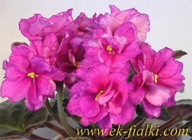Фиалка ЕК-Цветок Папоротника, фото