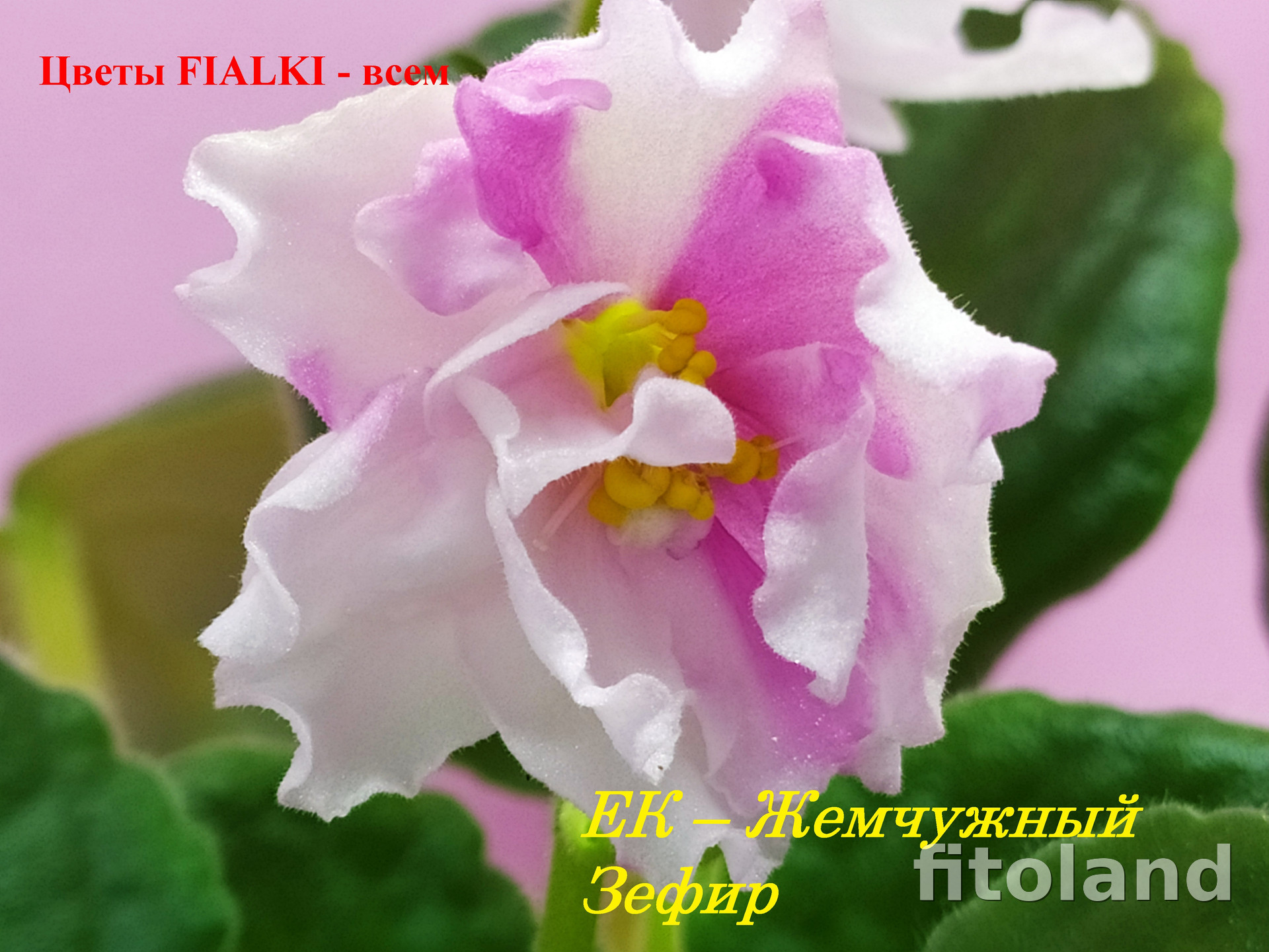 Фиалка ЕК-Жемчужный Зефир, фото