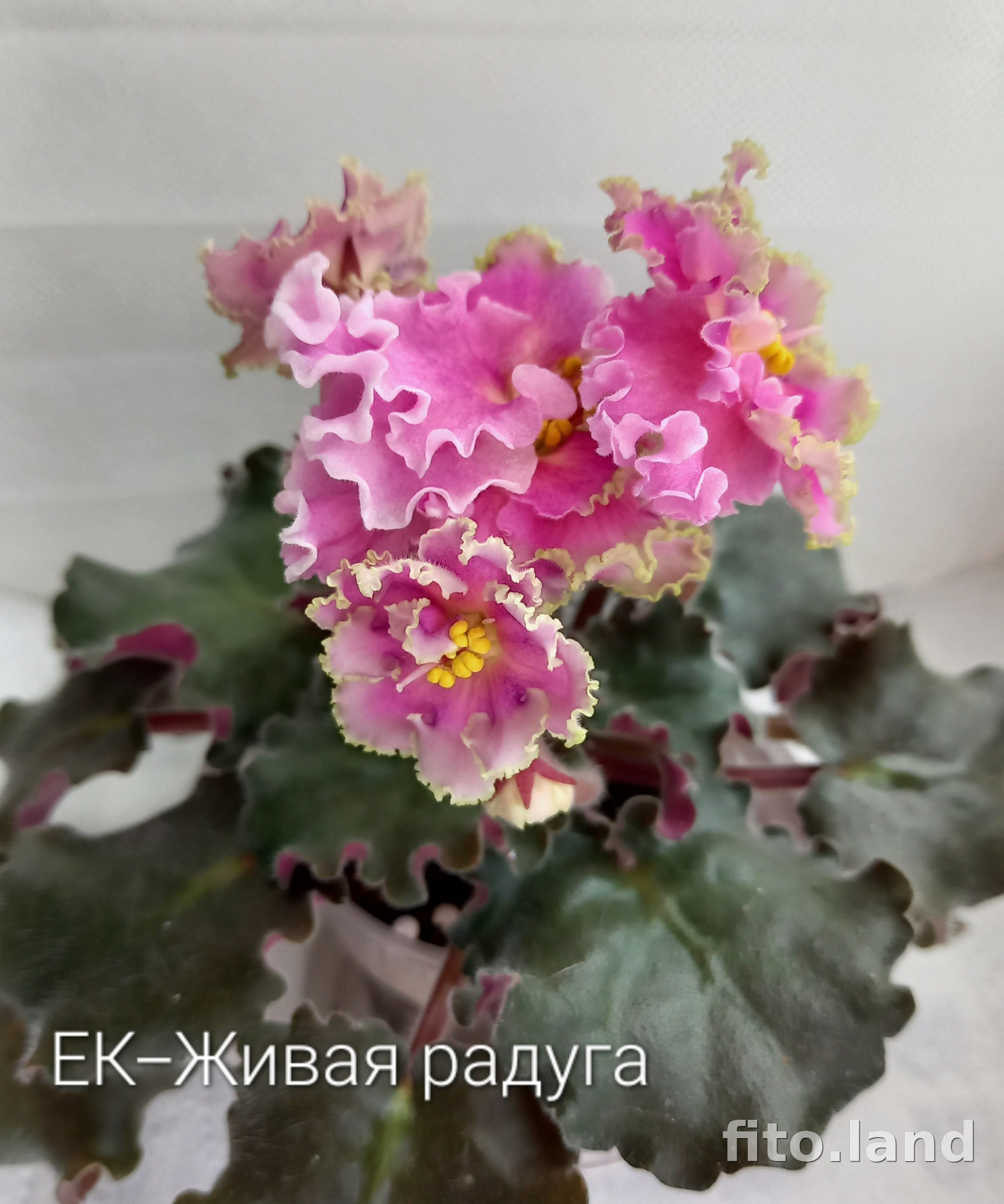 Фиалка ЕК-Живая Радуга, фото