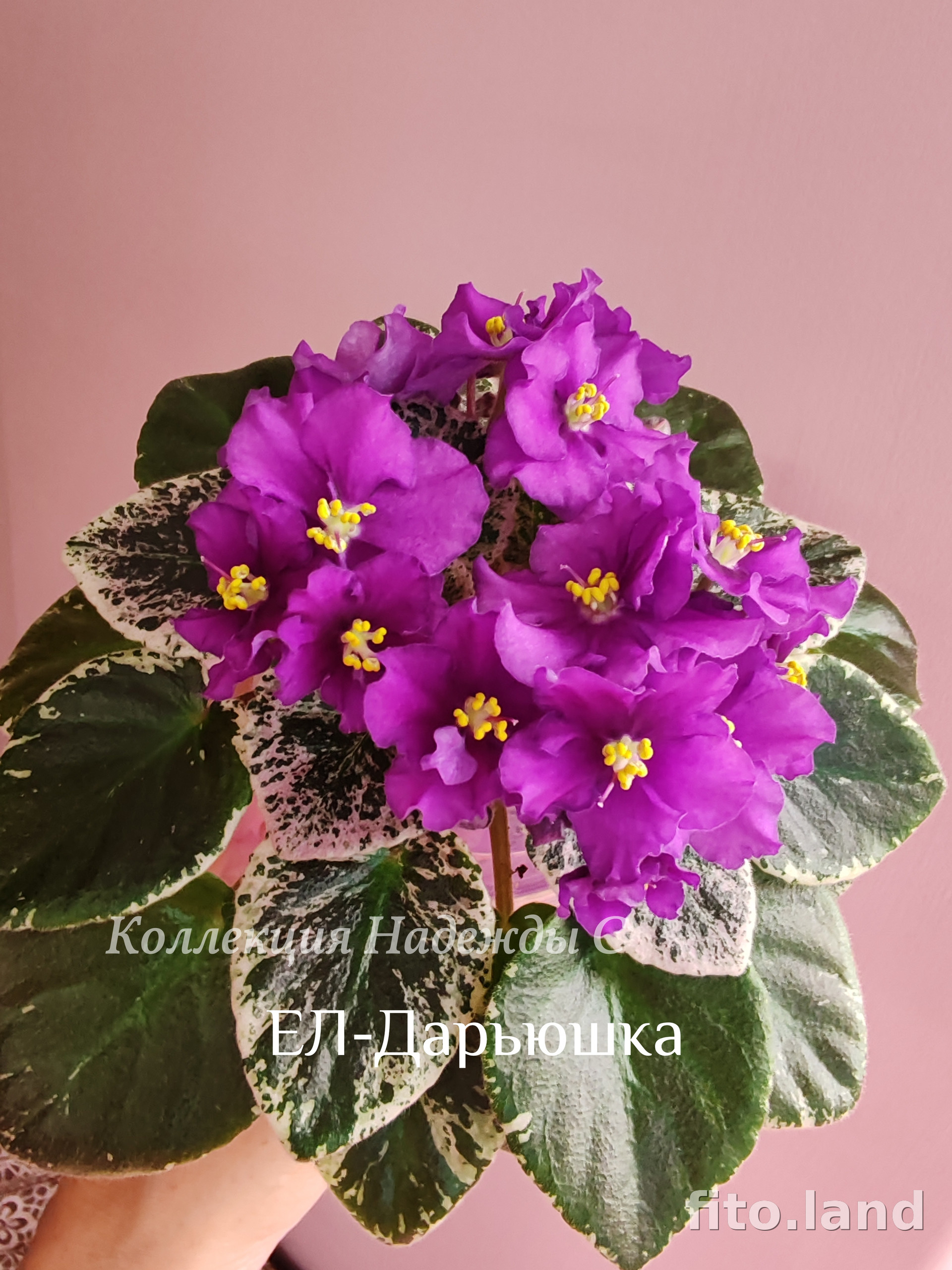 Фиалка ЕЛ-Дарьюшка, фото