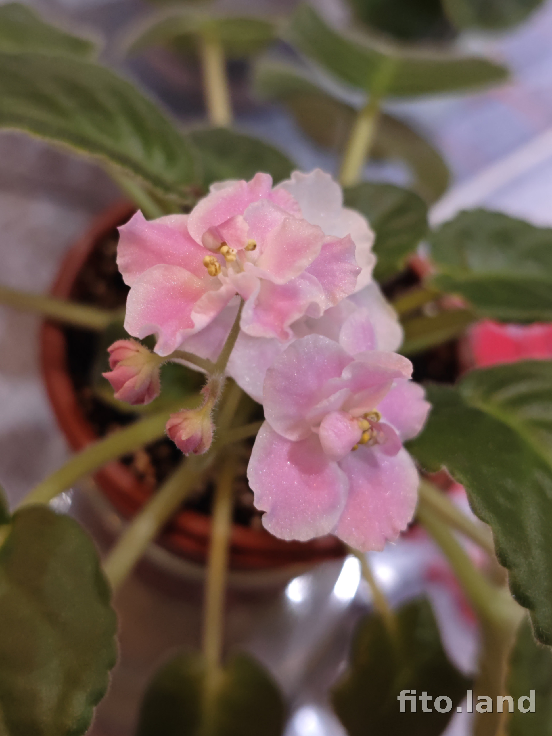 Фиалка ЕЛ-Love Story, фото