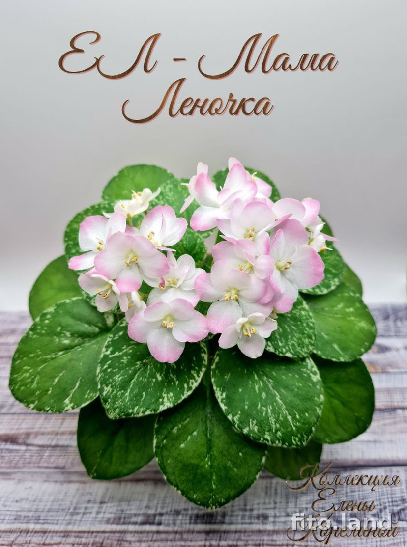 Фиалка ЕЛ-Мама Леночка, фото