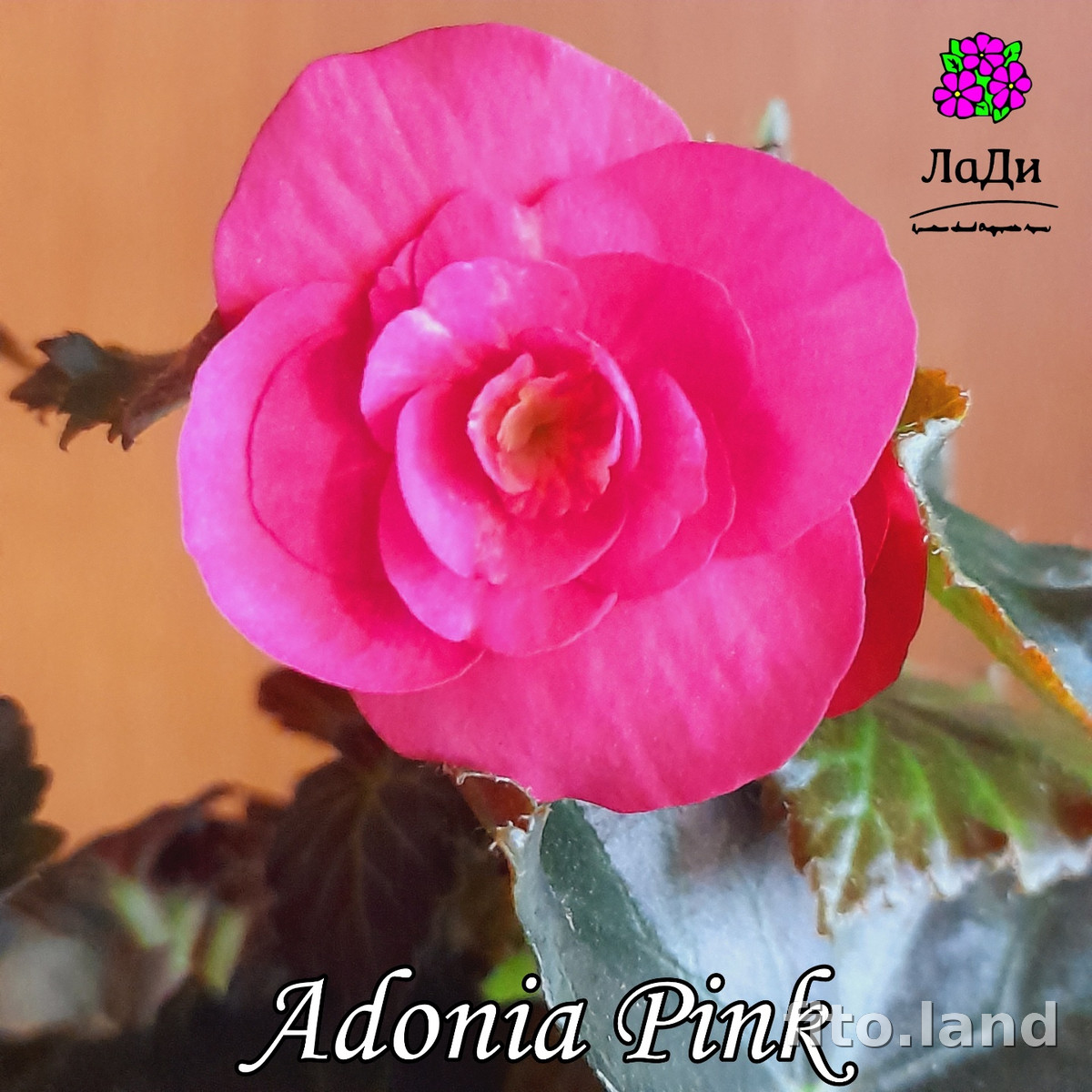 Фиалка Элатиор Adonia Pink, фото