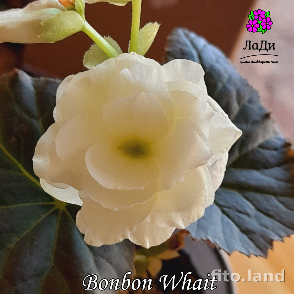 Фиалка Элатиор Bonbon White, фото