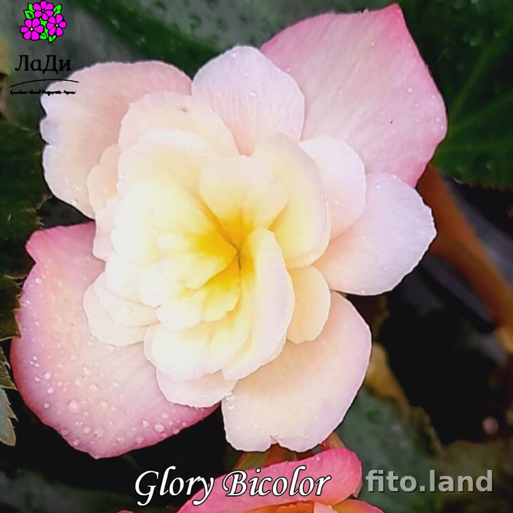 Фиалка Элатиор Glory Bicolor, фото