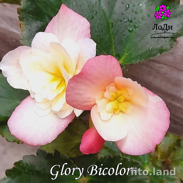 Фиалка Элатиор Glory Bicolor, фото