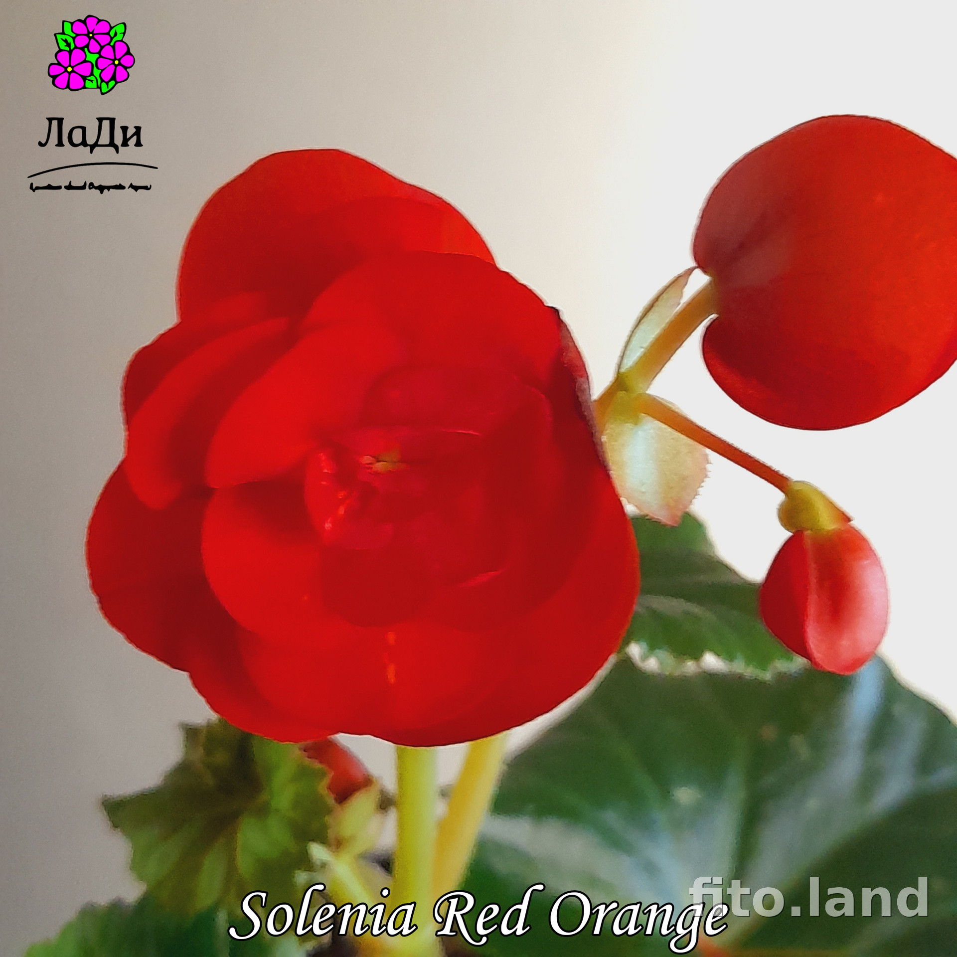 Фиалка Элатиор Solenia Red Orange, фото