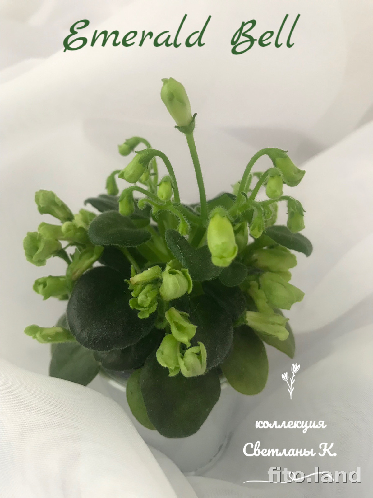 Фиалка Emerald Bell, фото