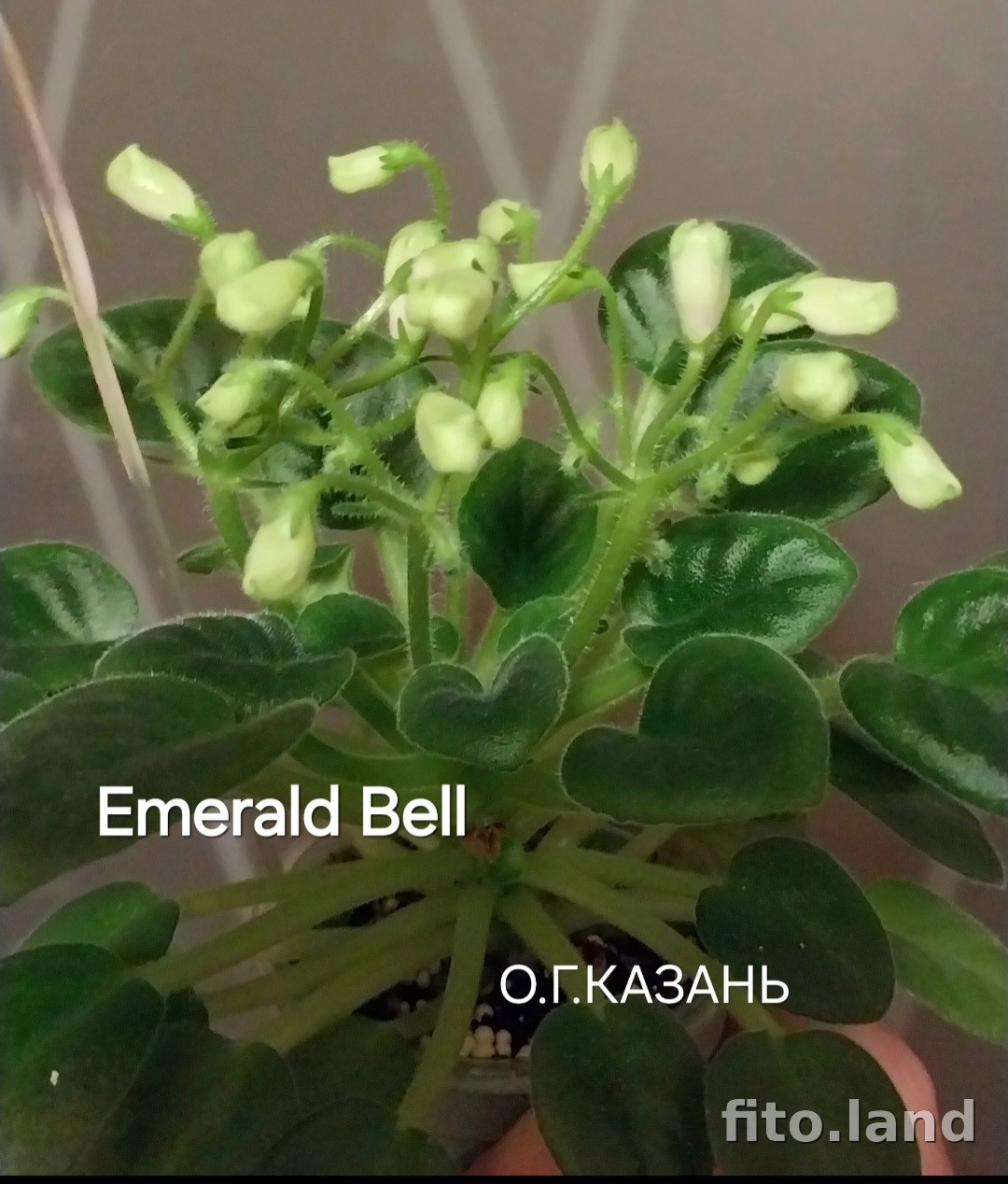 Фиалка Emerald Bell, фото