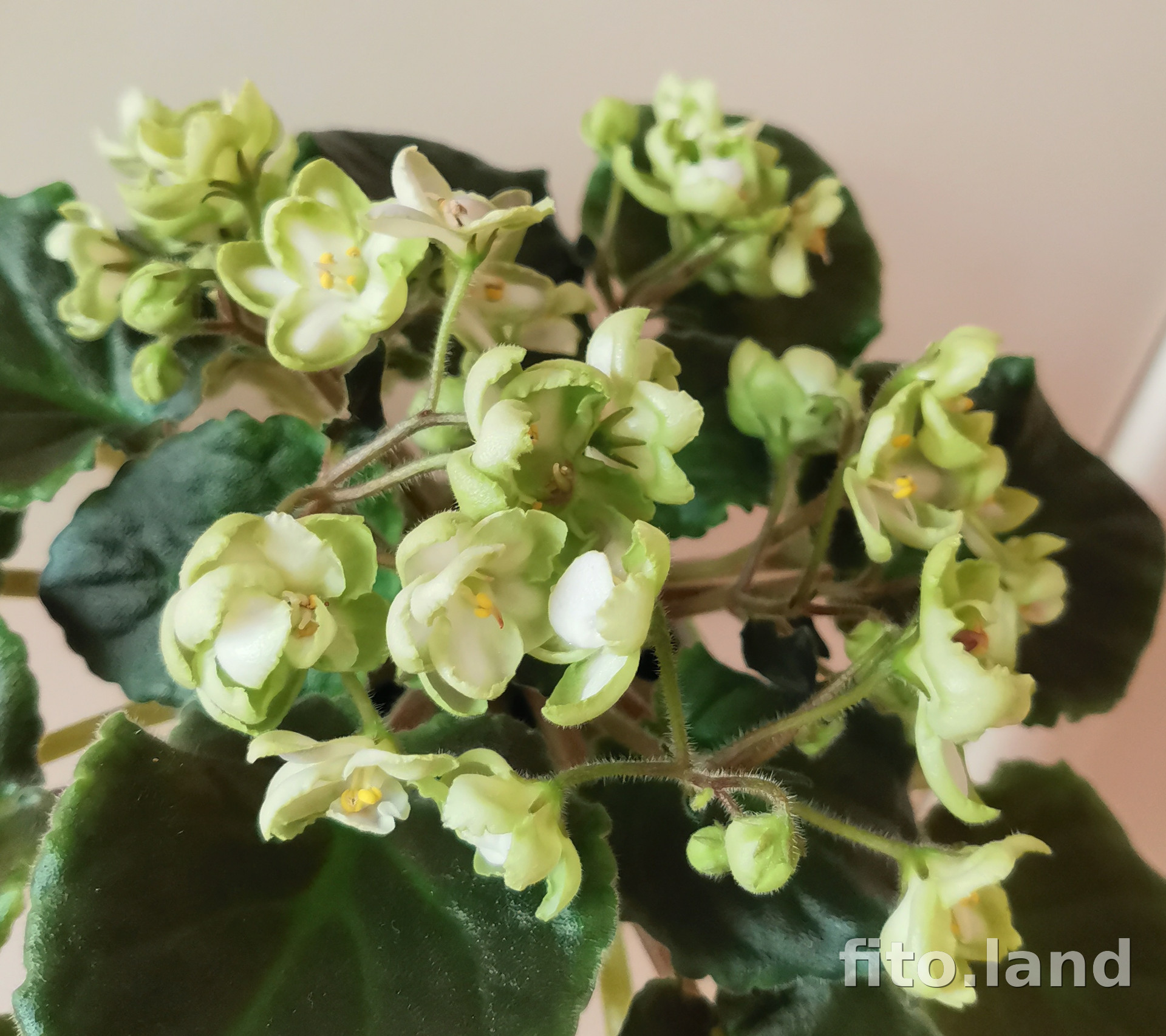 Фиалка Emerald Love, фото