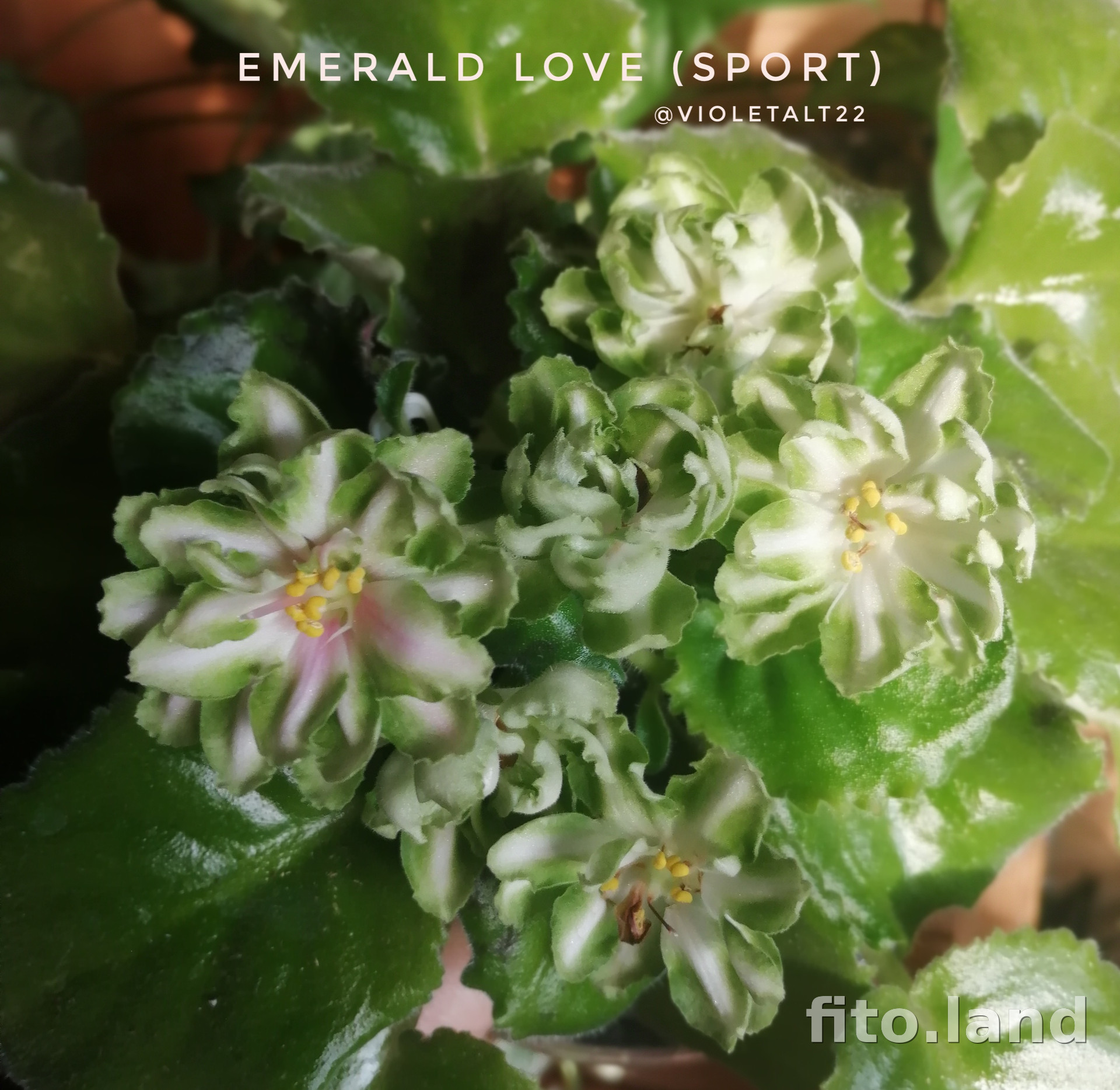 Фиалка Emerald Love, фото