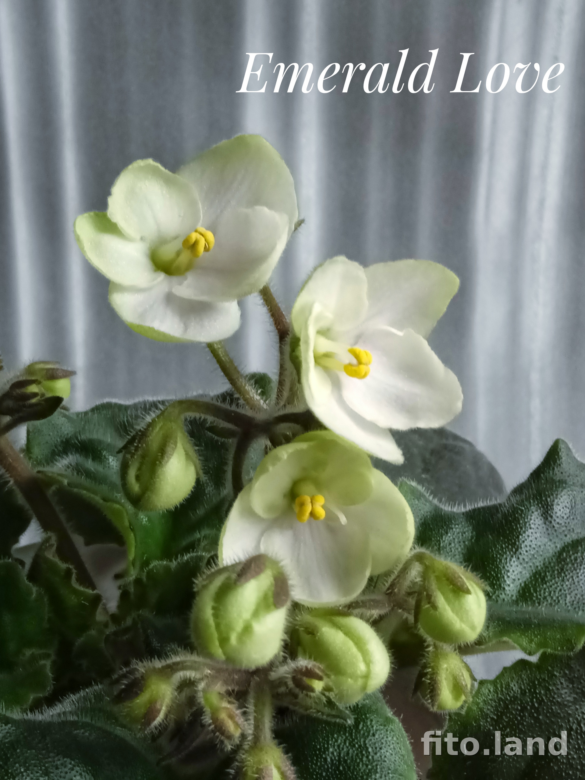 Фиалка Emerald Love, фото