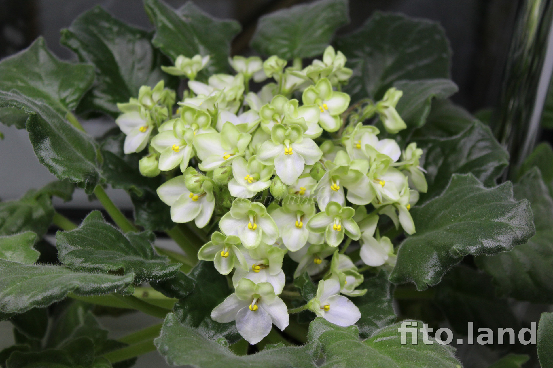 Фиалка Emerald Love, фото