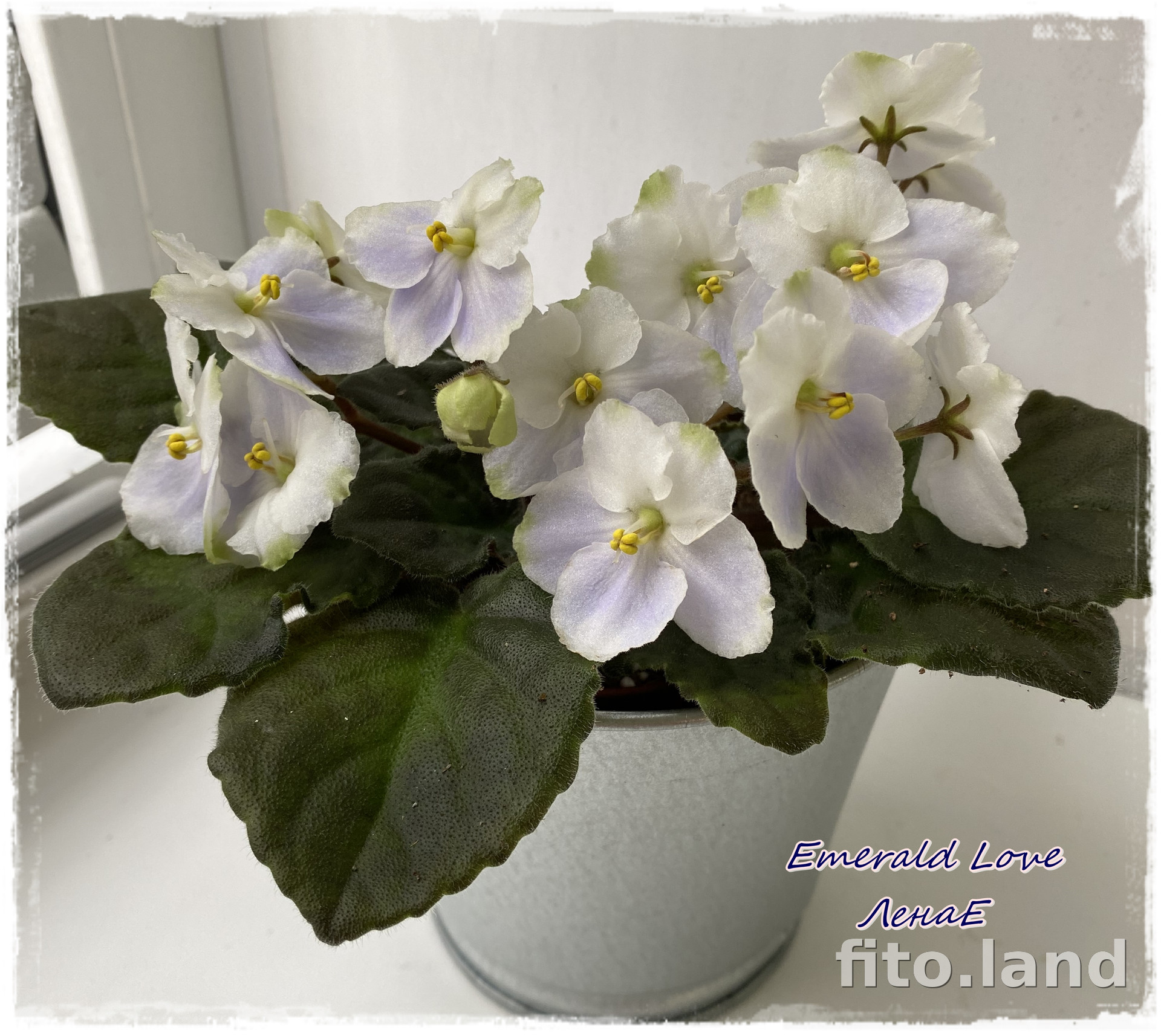 Фиалка Emerald Love, фото