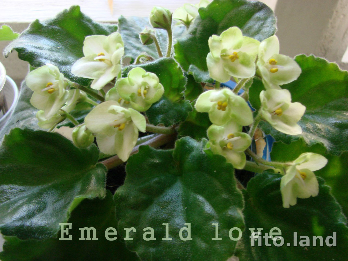 Фиалка Emerald Love, фото