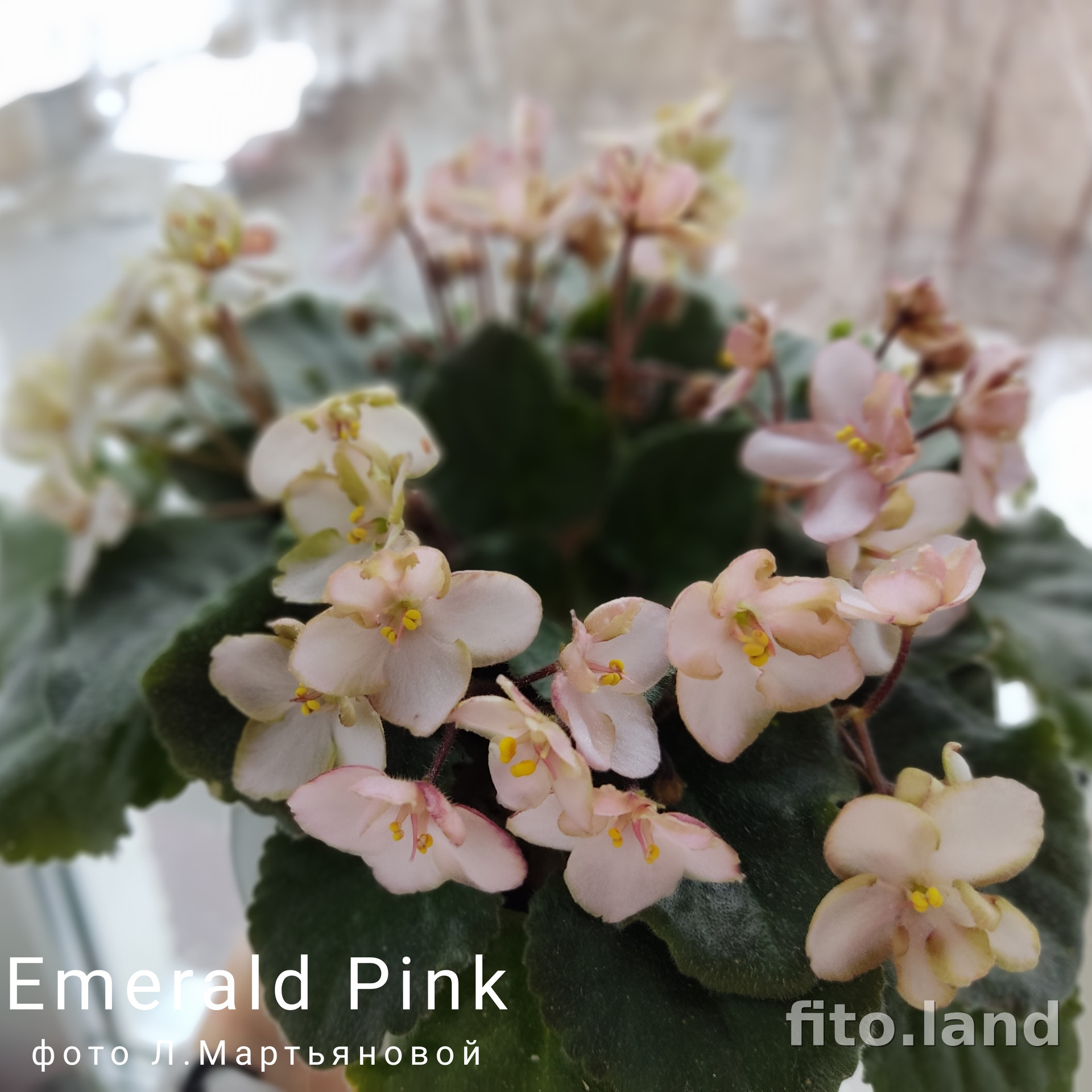 Фиалка Emerald Pink, фото