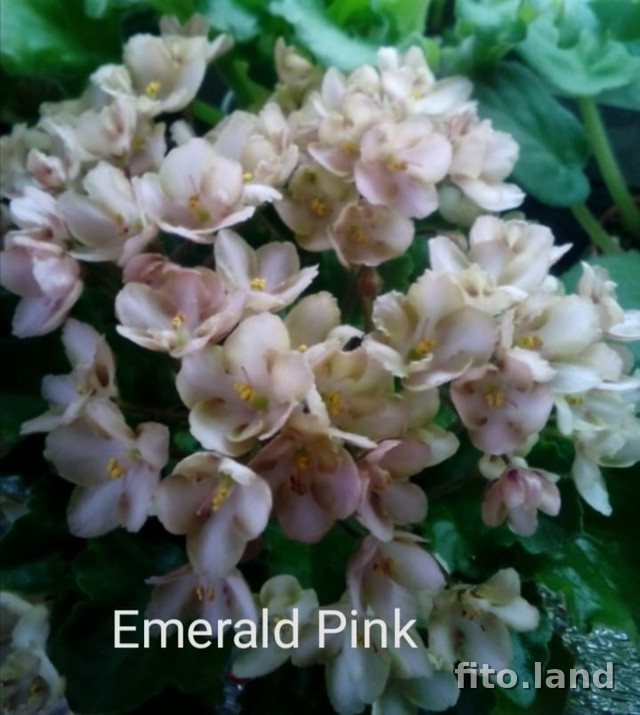 Фиалка Emerald Pink, фото