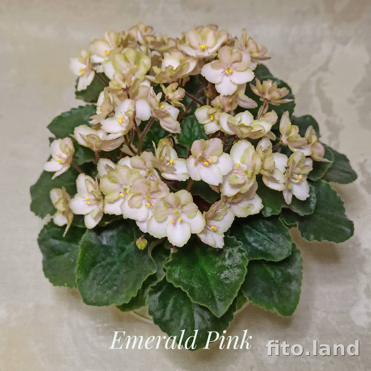 Фиалка Emerald Pink, фото