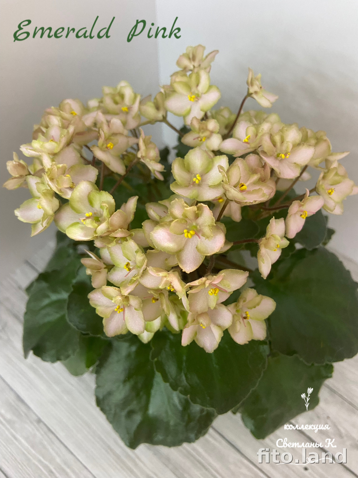 Фиалка Emerald Pink, фото