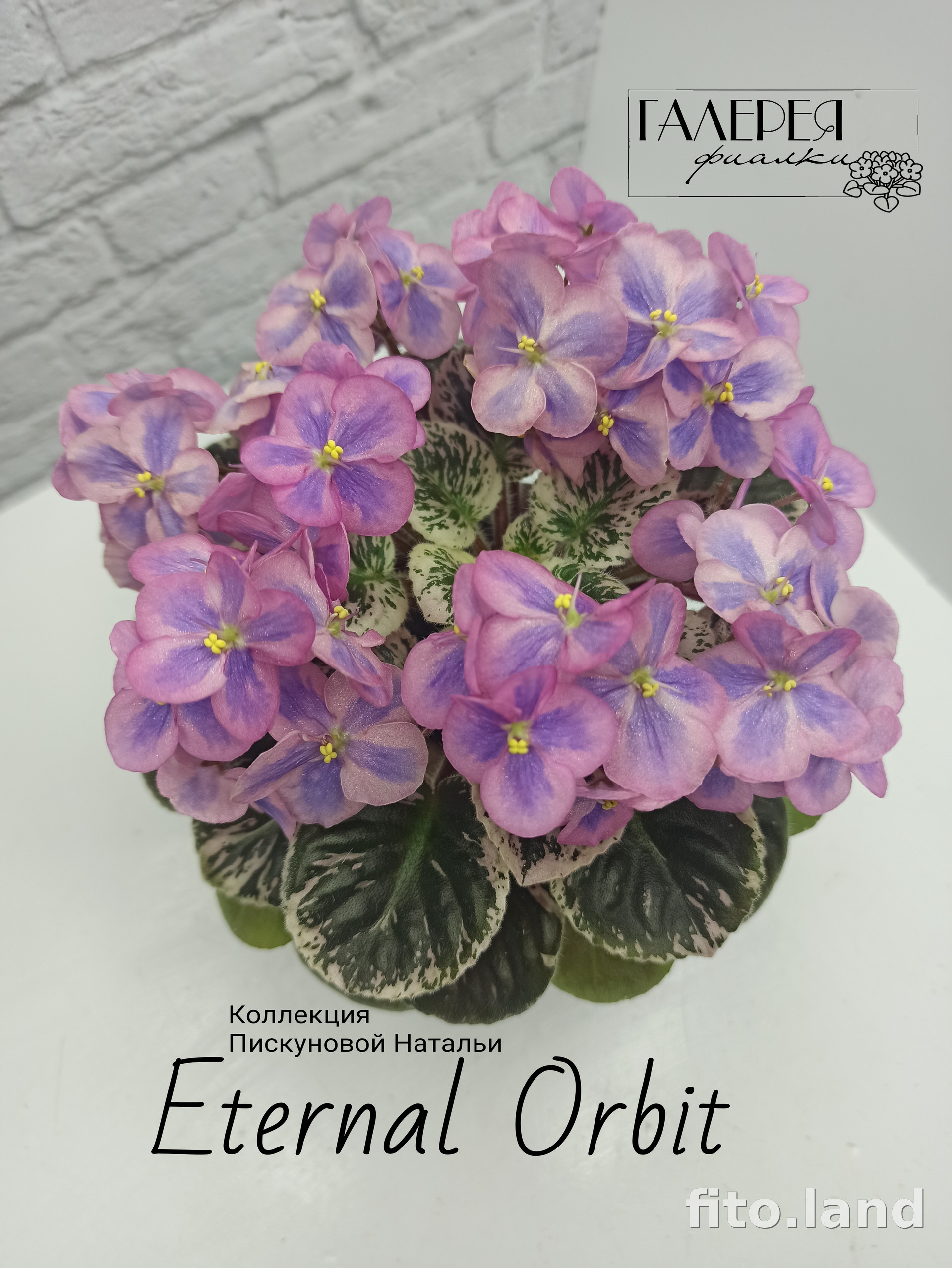 Фиалка Eternal Orbit, фото
