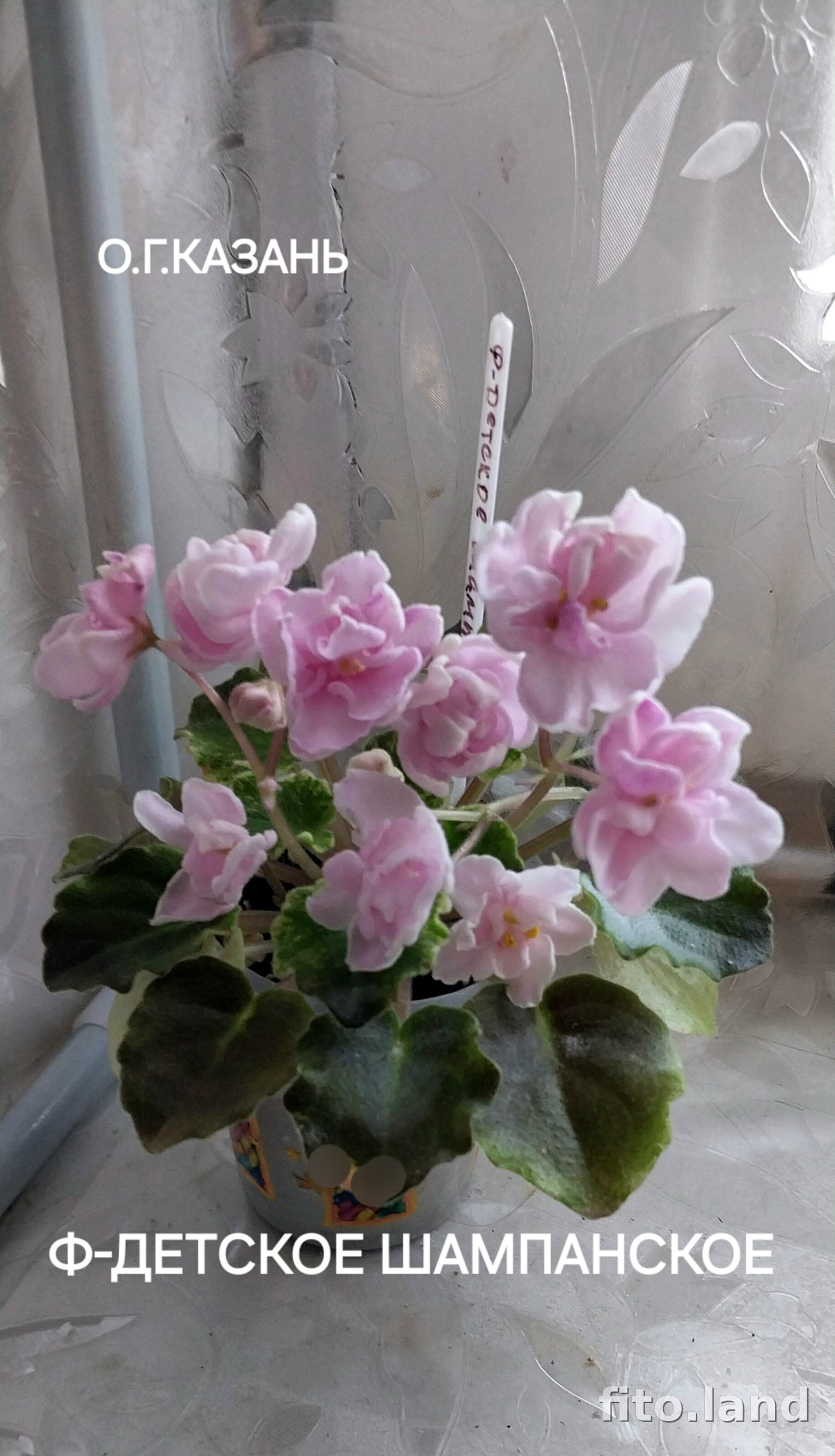 Фиалка Ф-Детское Шампанское (847-1), фото