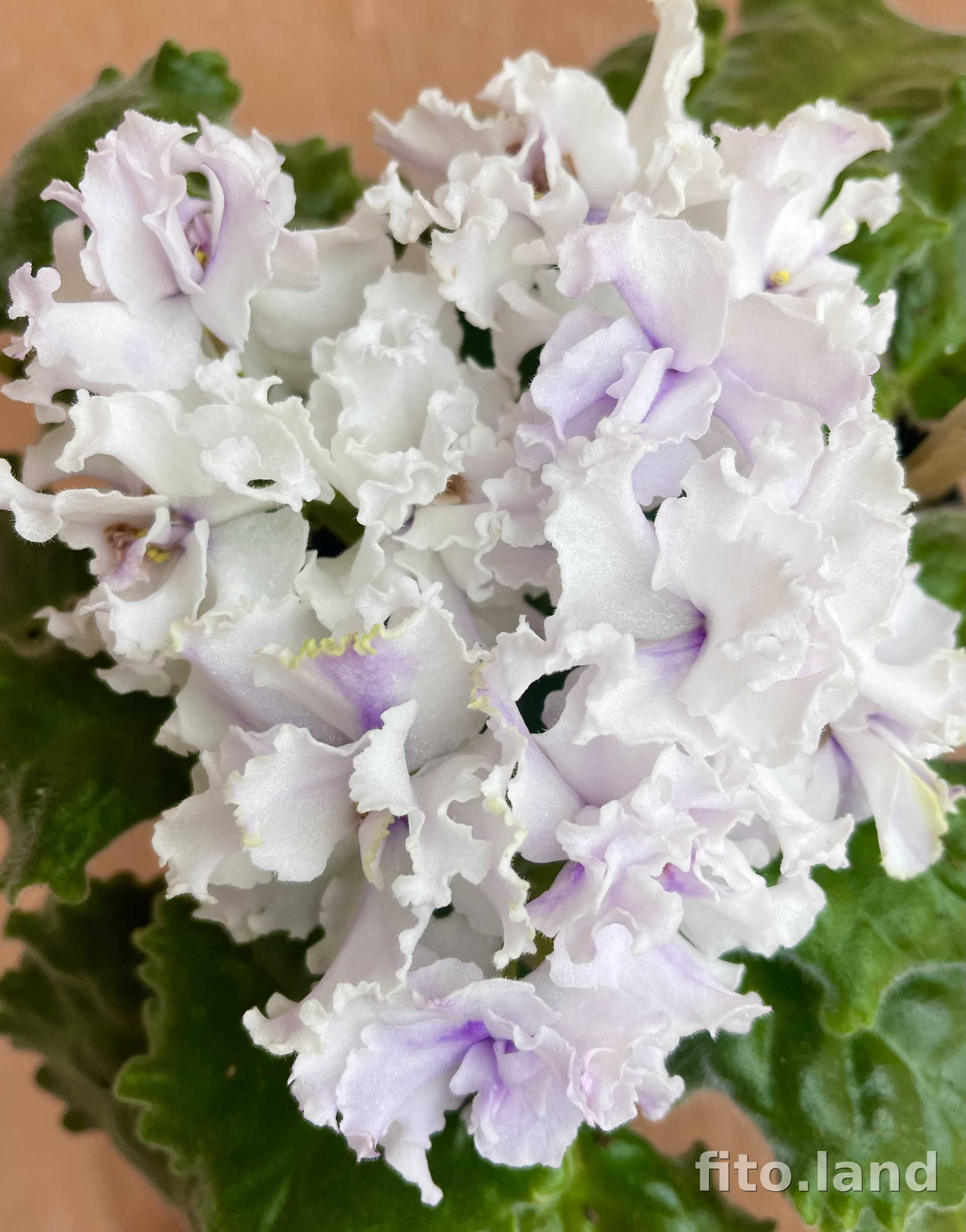 Фиалка Ф-Кораллы Белого Моря, фото