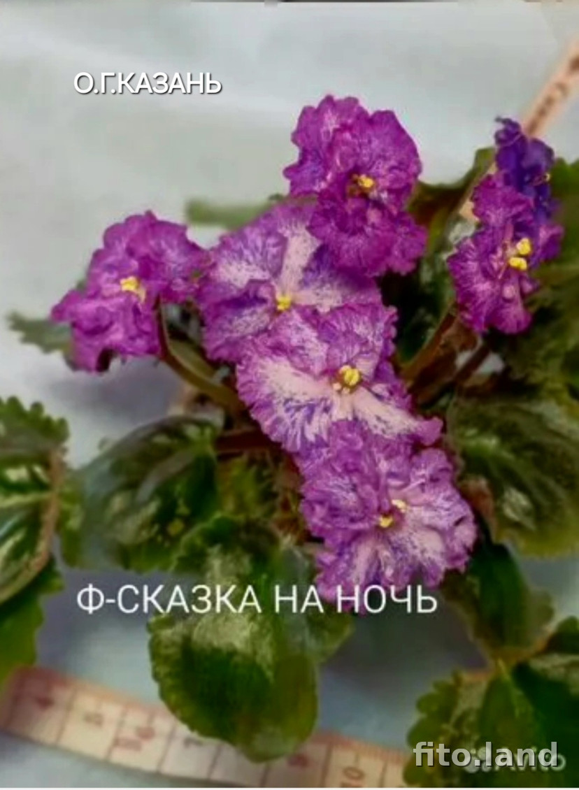 Фиалка Ф-Сказка на Ночь, фото