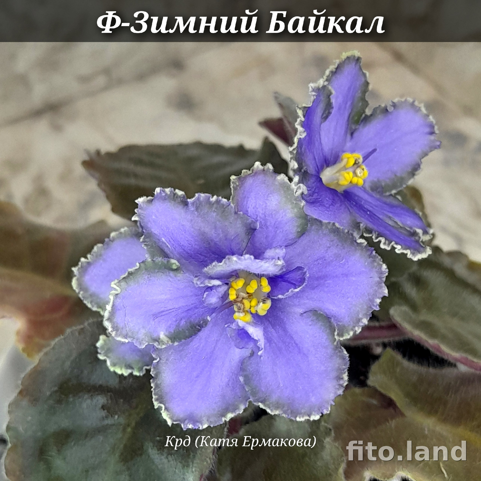 Фиалка Ф-Зимний Байкал (859-18), фото