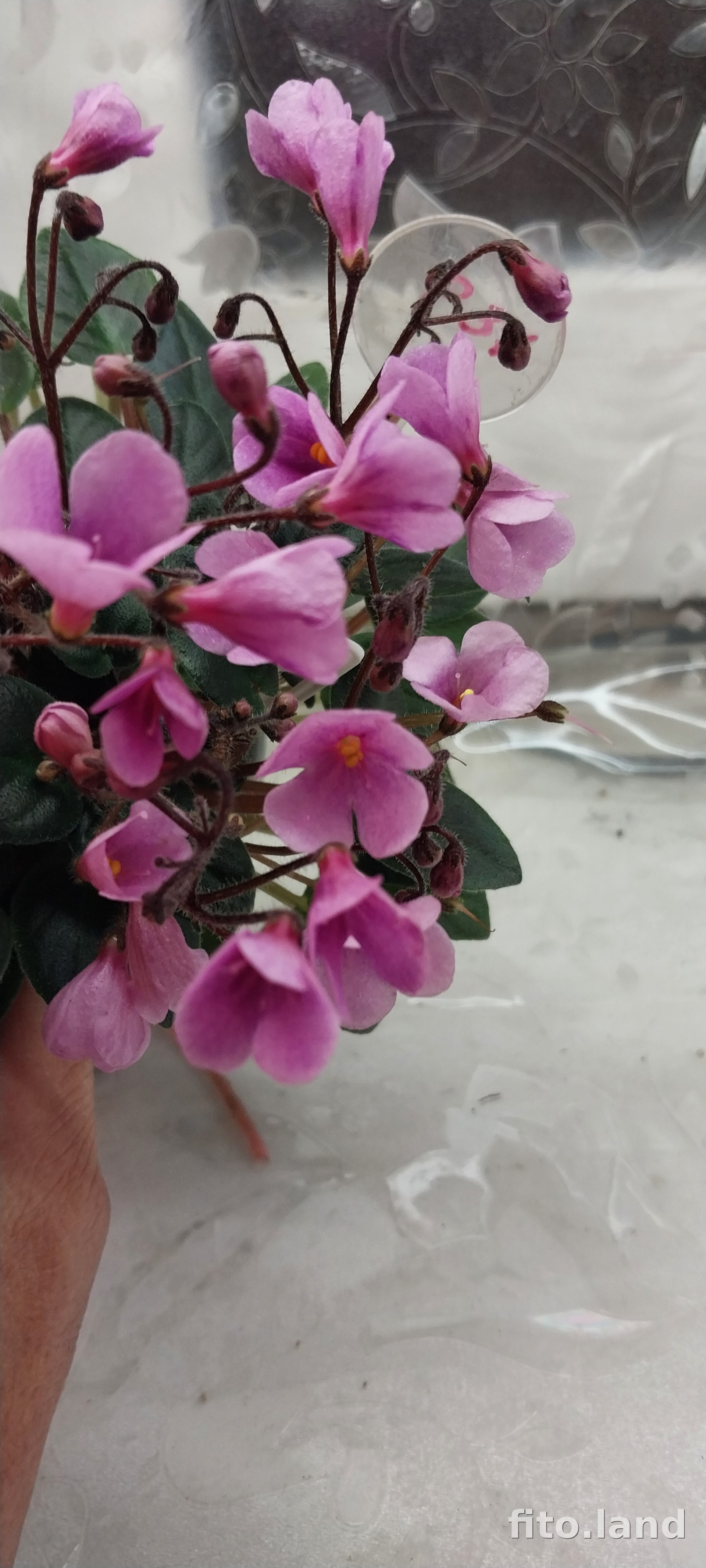 Фиалка Flashy Trail, фото