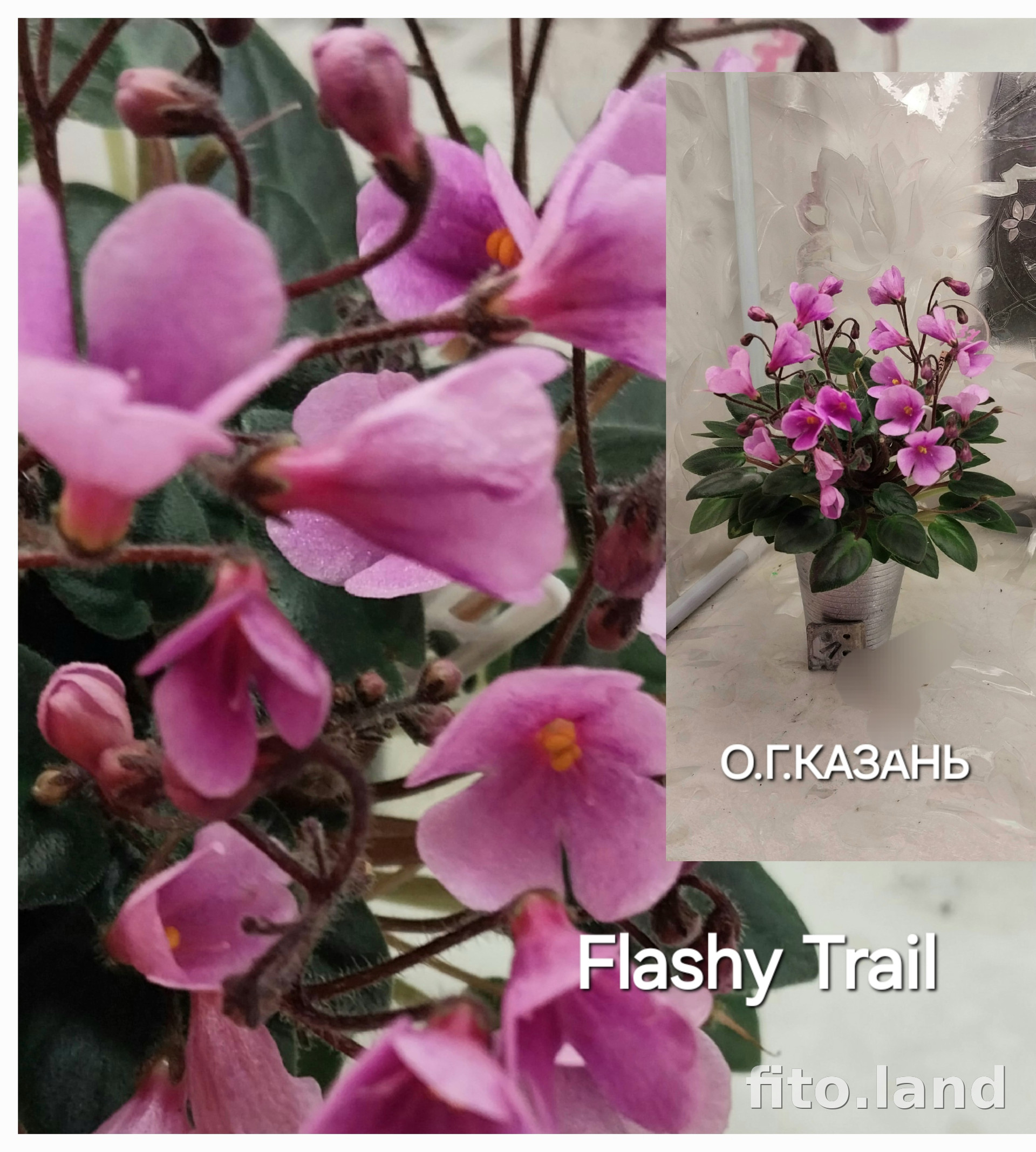 Фиалка Flashy Trail, фото