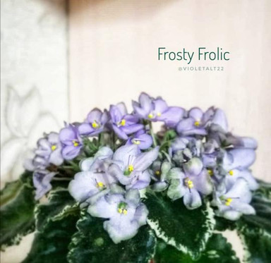 Фиалка Frosty Frolic, фото