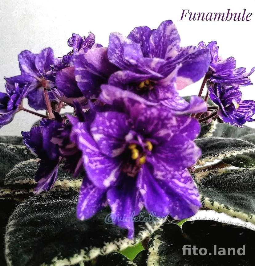 Violet Funambule, photo