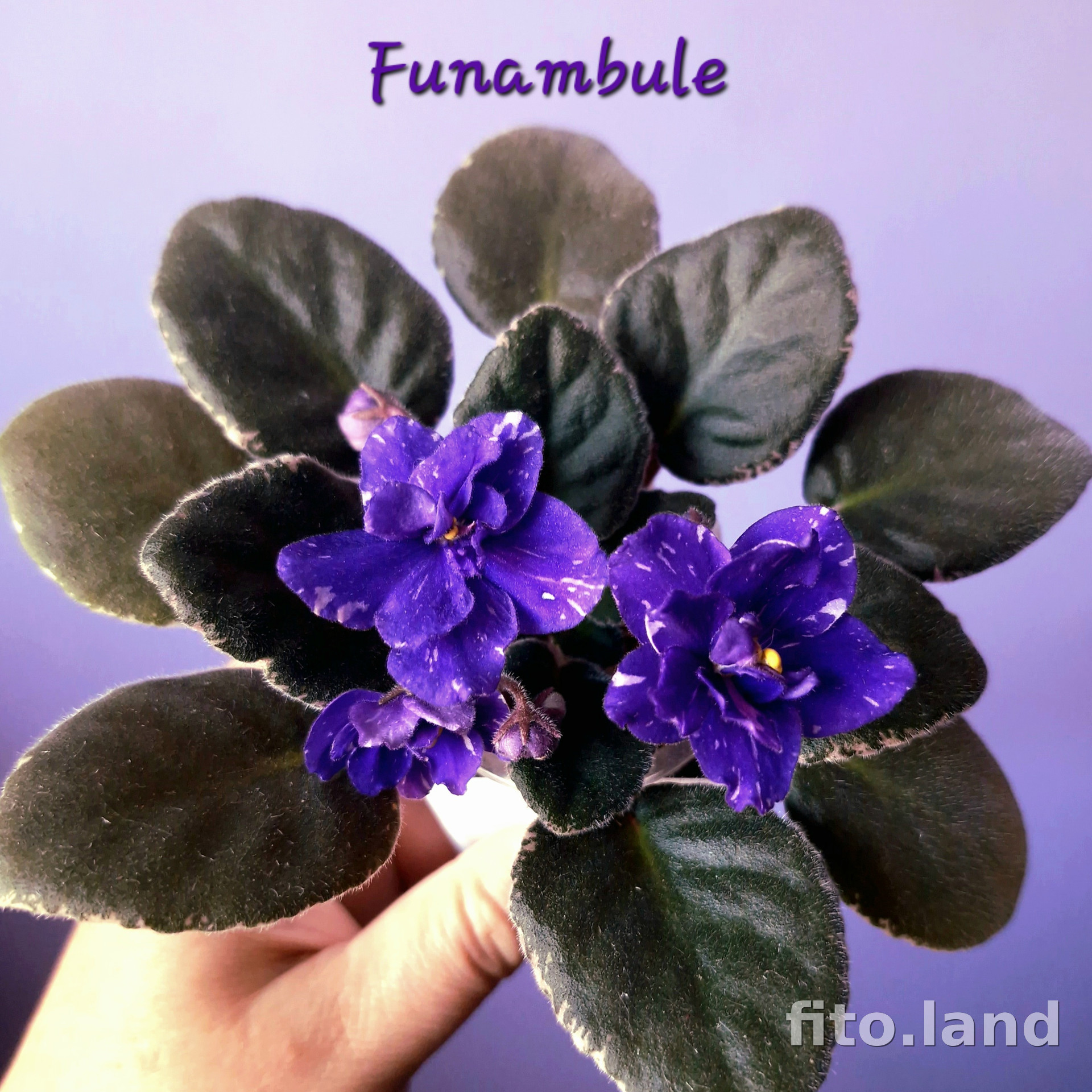 Violet Funambule, photo