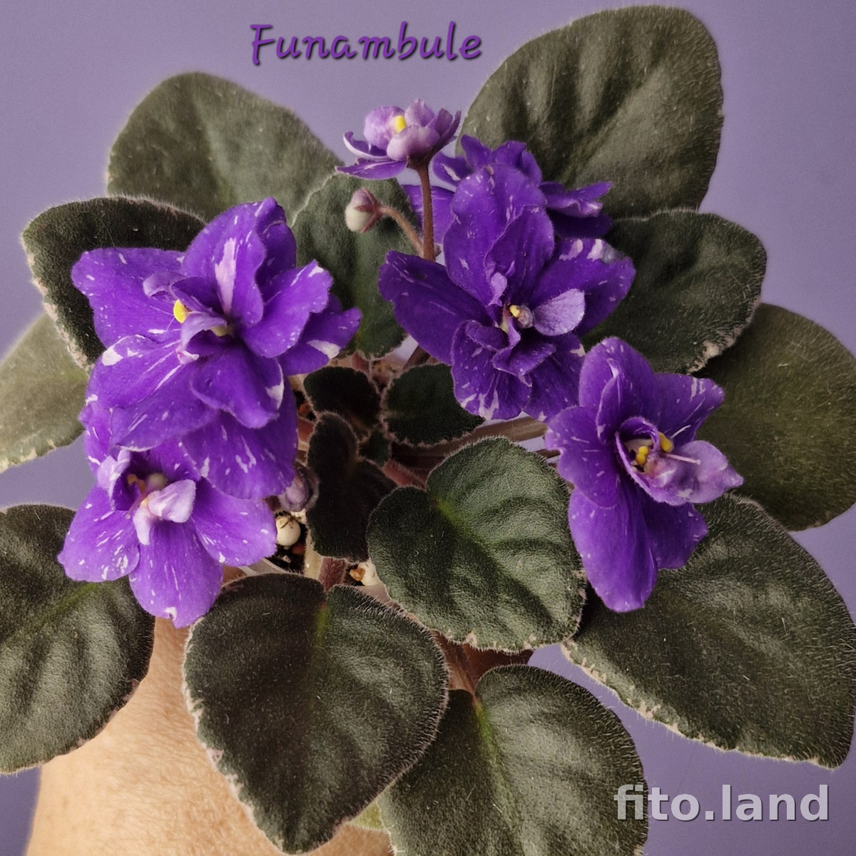 Violet Funambule, photo