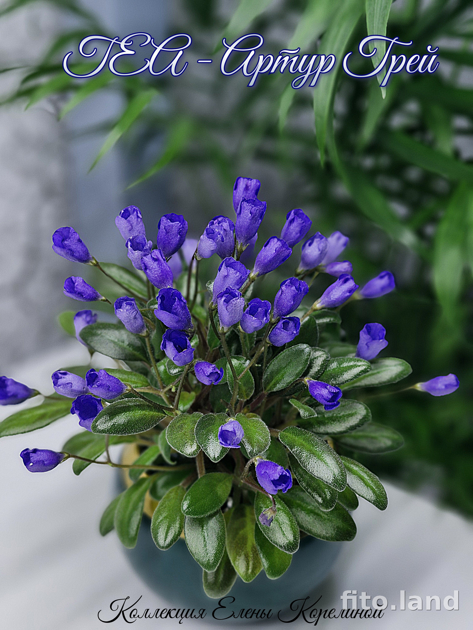 Фиалка ГЕА-Артур Грей, фото