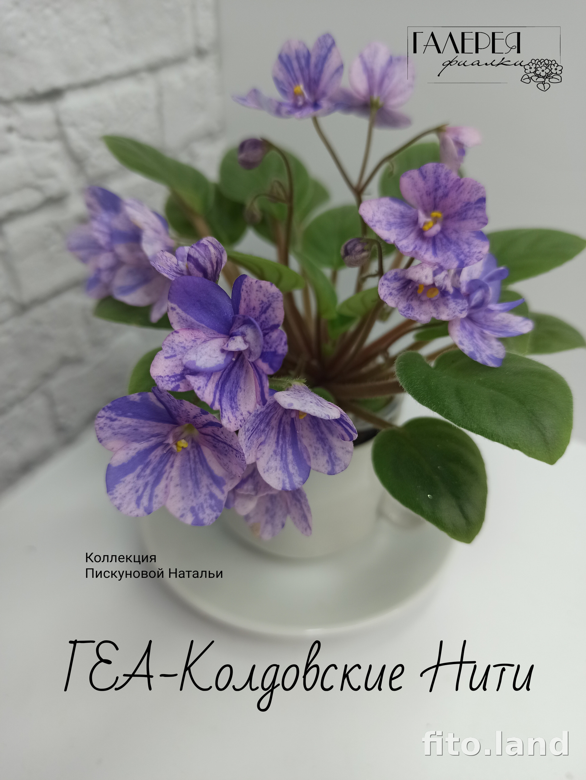 Фиалка ГЕА-Колдовские Нити, фото
