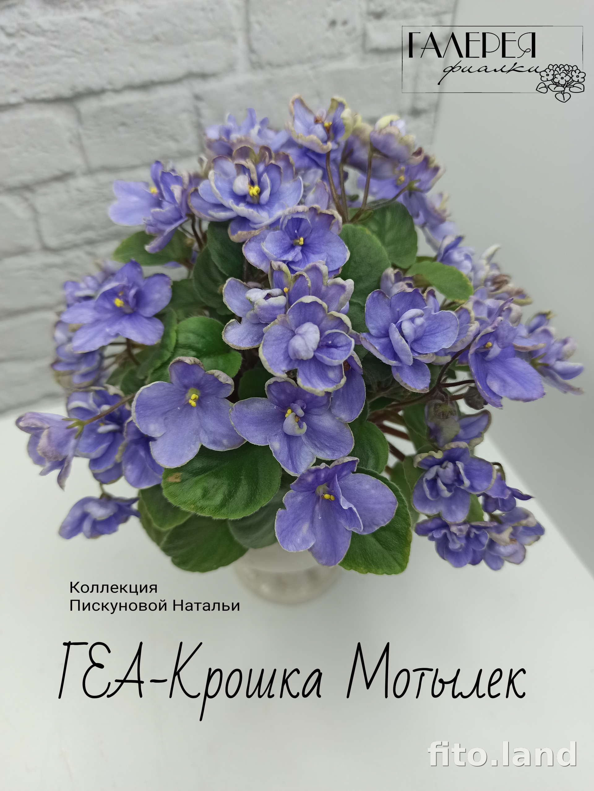 Фиалка ГЕА-Крошка Мотылек, фото