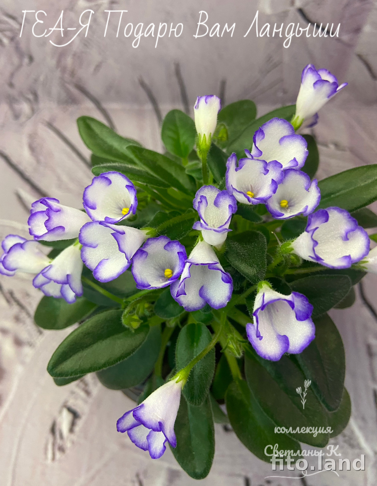 Фиалка ГЕА-Я Подарю Вам Ландыши, фото